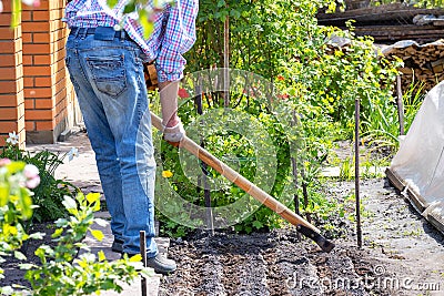 The gardener spuds the beds in the garden with a metal chopper in the courtyard of the spring garden Stock Photo