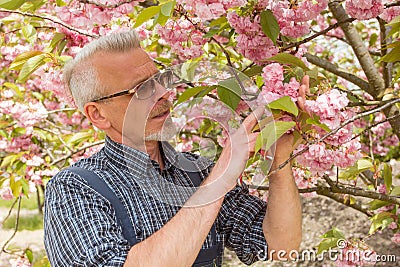 Gardener stands in the background of a flowering tree, looking at the flowers Stock Photo