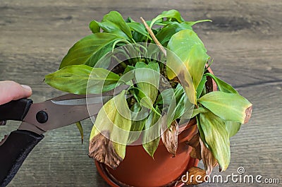 The gardener takes care of a home flower cuts with scissors dried leaves on a plant in a pot Stock Photo