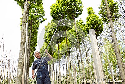 The gardener takes care of the young trees Stock Photo