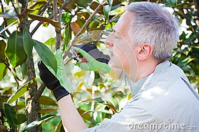 Gardener thinking to prune a tree Stock Photo