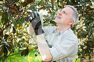Gardener thinking to prune a tree Stock Photo