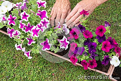 gardener transplants seedlings of petunias in a hanging pot to the window Stock Photo