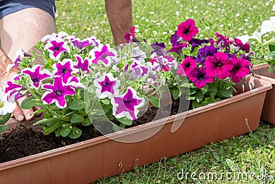 gardener transplants seedlings of petunias in a hanging pot to the window Stock Photo