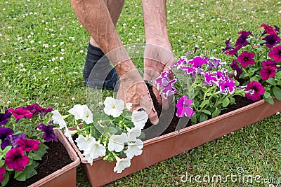 gardener transplants seedlings of petunias in a hanging pot to the window Stock Photo