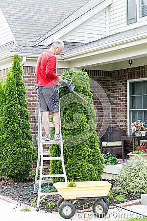 Gardener trimming an Arborvitae or Thuja tree Stock Photo