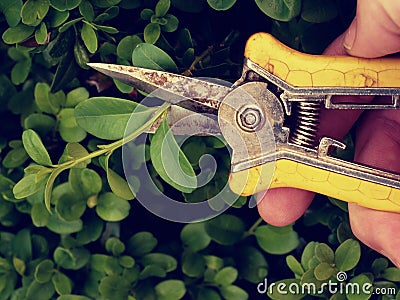 Gardener trimming bush. Cut of bended twig Stock Photo