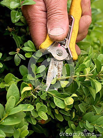 Gardener trimming bush. Cut of bended twig Stock Photo