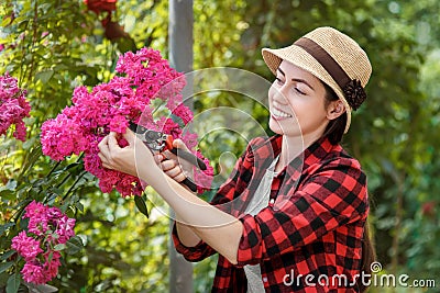 Gardener trimming rose bush Stock Photo