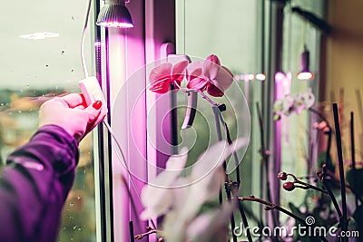 Gardener turns phyto lamp on for orchids blooming on window sill. Full spectrum light for growing home plants Stock Photo