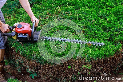 Gardener using an hedge trimmer in the garden Stock Photo