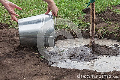 Gardener watering fruit tree seedlings Stock Photo