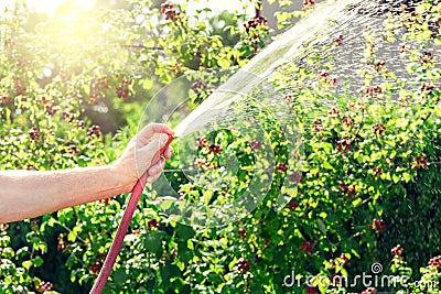 Gardener watering his blackberries bush Stock Photo