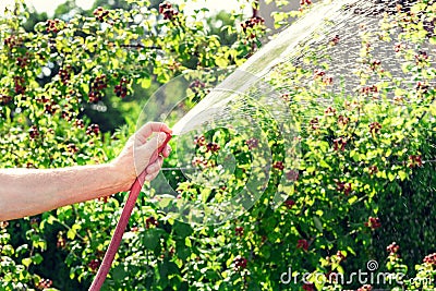 Gardener watering his blackberries bush Stock Photo