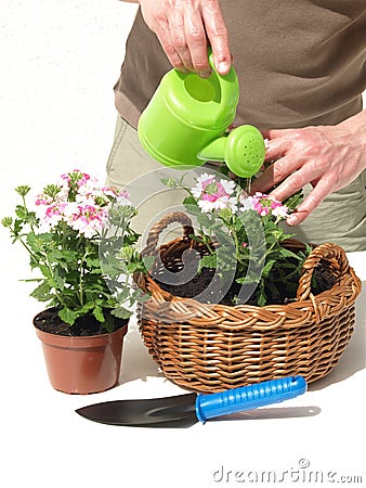 Gardener watering Stock Photo