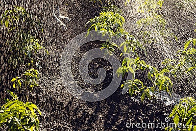 Gardener watering plant tomato seedlings bush. Growing tomato sprout. Backyard vegetable garden watering crops spraying Stock Photo