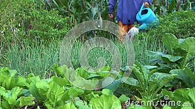 Gardener Watering Vegetable In Vegetable Garden Woman Gardener