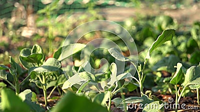 Gardener Watering Vegetable In Vegetable Garden Woman Gardener