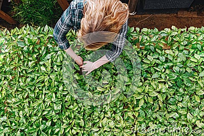 Gardener weeding plants inside of greenhouse Stock Photo