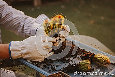 Gardener replanting Pilosocereus pachycladus cacti. Cultivation cactuses. Garden Stock Photo