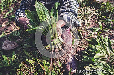 Gardener woman harvesting parsley in the garden Stock Photo