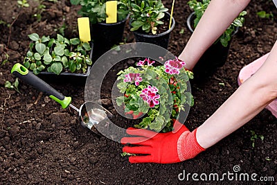 Gardener woman planting flowers in her garden, garden maintenance and hobby concept Stock Photo