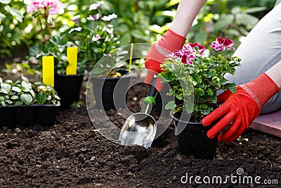 Gardener woman planting flowers in her garden, garden maintenance and hobby concept Stock Photo