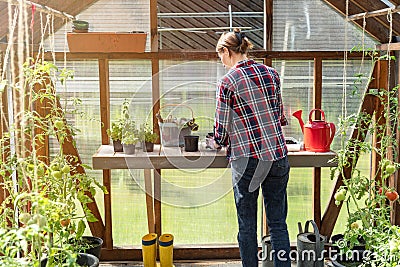 Gardener women planting plants on a sunny day in a greenhouse. Relaxing work at home Stock Photo