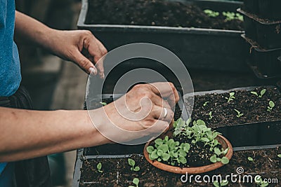Gardener working with seedlings of decorative plants and soil in agricultural cultivation greenhouse or hothouse, close up Stock Photo