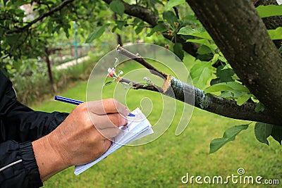 Gardener writes in notebook and inspections live cuttings at grafting apple tree with growing buds. Stock Photo