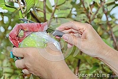 Gardeners cut Guava Kim Ju fruit for pending sale. Stock Photo