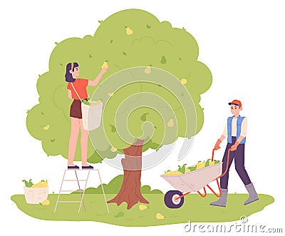 Gardeners harvesting pears from tree. Fruit season Stock Photo