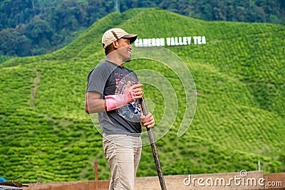 Gardeners are tending the tea valley. Garden workers taking care of plants Editorial Stock Photo