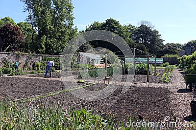 Gardeners working in a Vegetable Garden Editorial Stock Photo