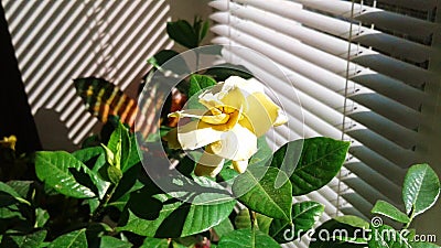 Gardenia beautful yellow flower Stock Photo