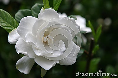 Gardenia Bloom Stock Photo