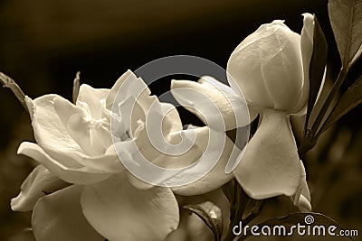 Gardenia Blooms Stock Photo