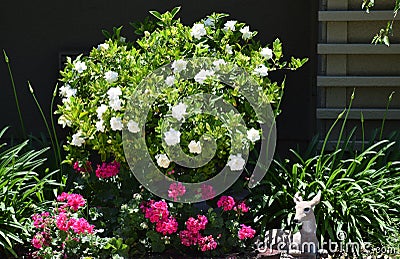 Gardenia bush in full bloom. Stock Photo