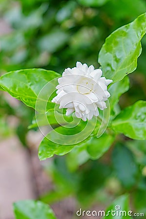 Gardenia Bush Stock Photo