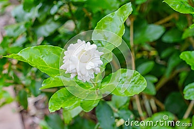 Gardenia Bush Stock Photo