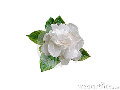 Gardenia flower and leaves isolated on white Stock Photo