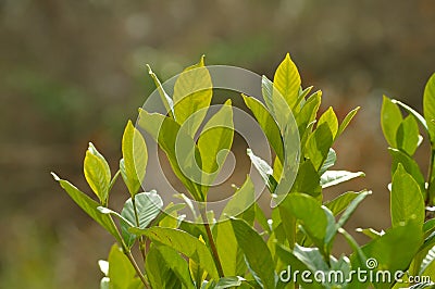 Gardenia leaves against neutral background Stock Photo