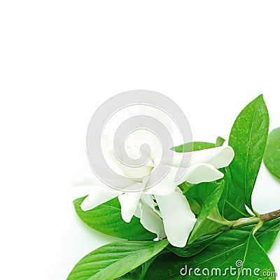 Gardenia Stock Photo