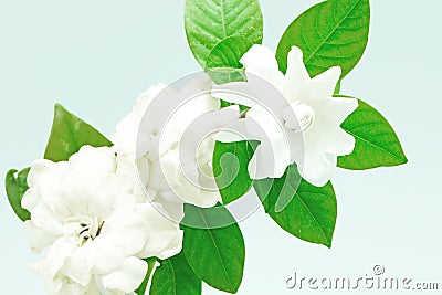 Gardenia Stock Photo