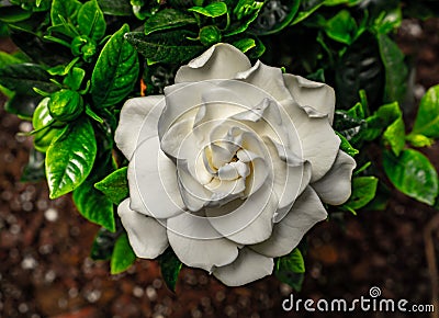 Gardenia, white and green colors Stock Photo