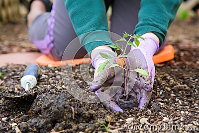 Gardening Stock Photo