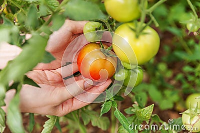 Gardening and agriculture concept. Woman farm worker hand picking fresh ripe organic tomatoes. Greenhouse produce. Vegetable food Stock Photo