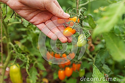 Gardening and agriculture concept. Woman farm worker hand picking fresh ripe organic tomatoes. Greenhouse produce. Vegetable food Stock Photo