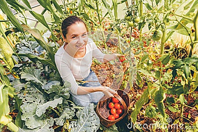 Gardening and agriculture concept. Young woman farm worker with basket picking fresh ripe organic tomatoes. Greenhouse Stock Photo