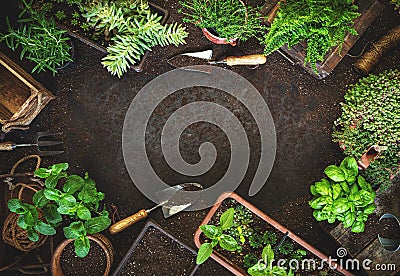 Gardening background with garden tolls Stock Photo